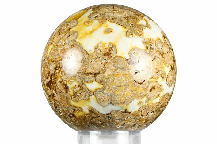 Polished Fossil Stromatolite Sphere - Green River Formation #369855